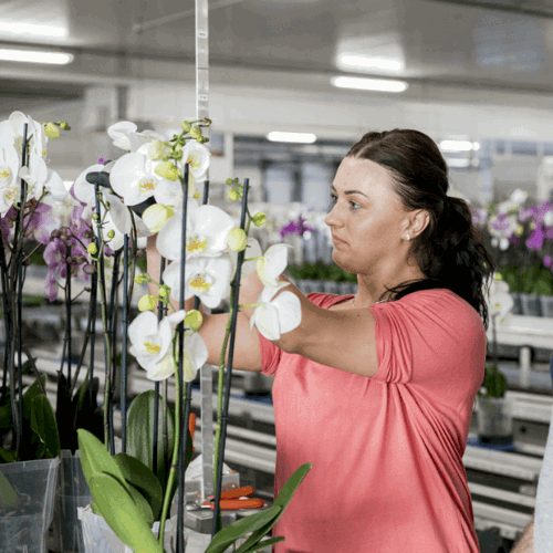 Verzuimbegeleiding en re-integratie