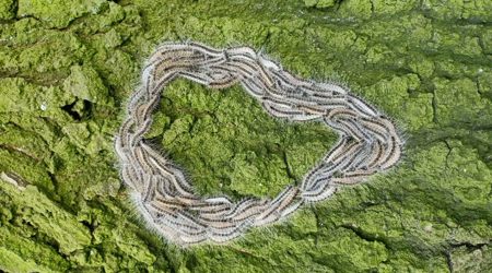 Hoe voorkom je gezondheidsklachten van de eikenprocessierups?