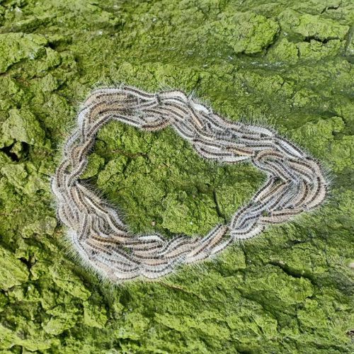 Hoe voorkom je gezondheidsklachten van de eikenprocessierups?