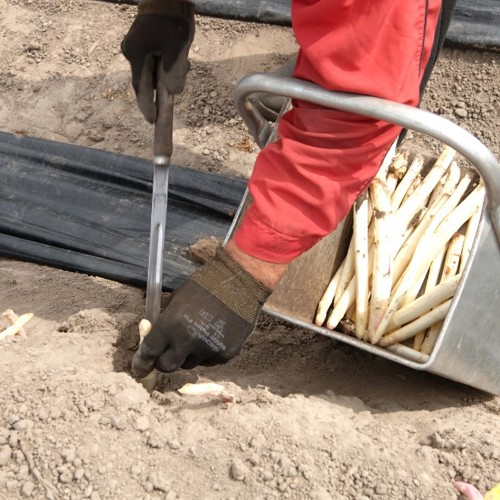 Sazas in gesprek over verzuim en corona met klant aspergekwekerij Teboza