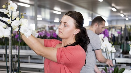 Loondoorbetaling Bij Ziekte
