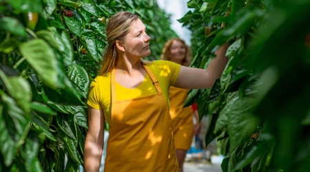 Nieuwe regels voor arbeidsvoorwaarden vanaf 1 augustus 2022: alle informatie op een rij