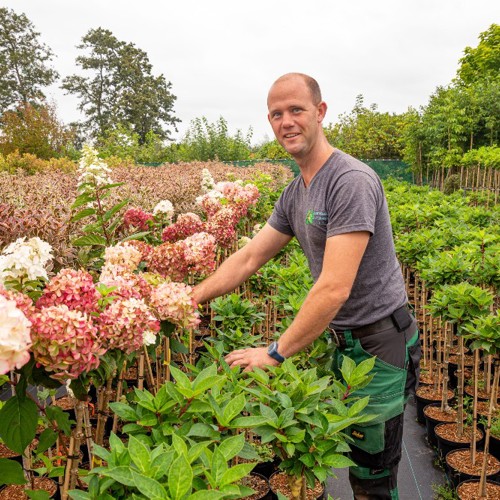 Klantverhaal Boomkwekerij Maaijen V.O.F. uit Boskoop - Sazas