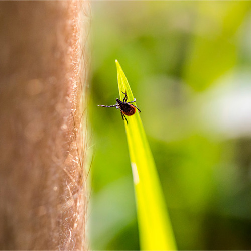 Week van de Teek 2023 - Sazas