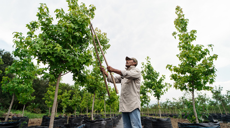 Sazas: 'Verzuim agrarische en groene sector stijgt'