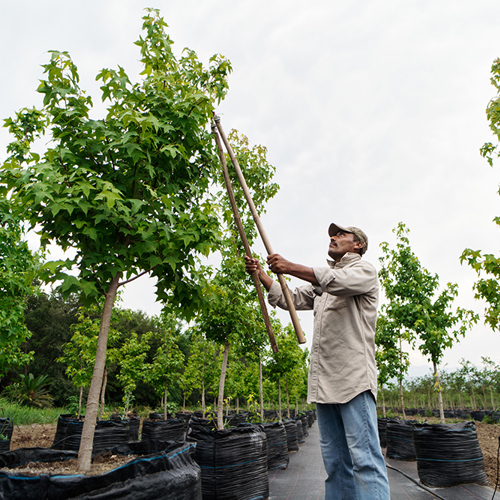 Sazas: 'Verzuim agrarische en groene sector stijgt'