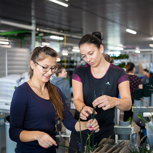 Loondoorbetaling bij ziekte - Sazas