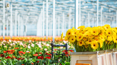 Sazas Is Trotse Hoofdsponsor Van Kom In De Kas 2