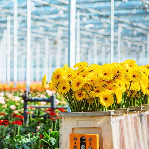 Sazas Is Trotse Hoofdsponsor Van Kom In De Kas 2